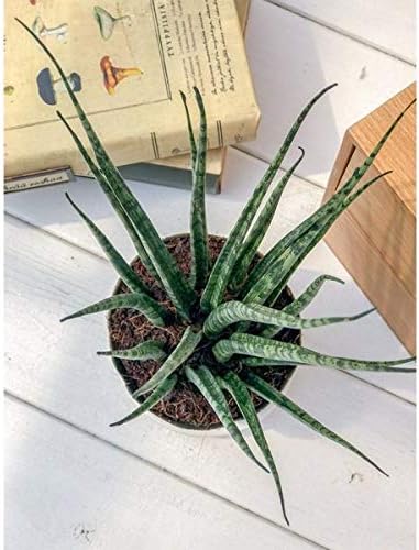 Amazon Co Jp 多肉植物 サンスベリア ファンウッド ミカドタイプ 3号ポット 育て方説明書付き Sansevieria ホーム キッチン Amazon Co Jp 多肉植物 サンスベリア ファンウッド ミカドタイプ 3号ポット 育て方説明書付き Sansevieria ホーム キッチン