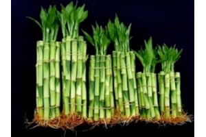 BETTERDECOR 60 Stalks of Straight Lucky Bamboo (4" X20+6"x20+8"x20 Pieces) Mixed for Gifts and Fengshui