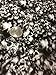 Linear Meter Black & Clear Smokey Skulls Hydrographic Water Transfer Film Hydro Dipping Dip