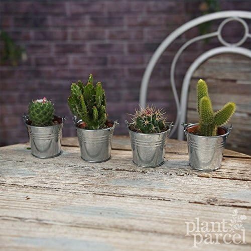 Cactus Mix - House/Office Live Indoor Pot Plant - Ideal Wedding Favour Gift in Silver Pots (Plants w/Pots, 5)