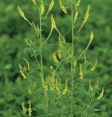 Amazoncom Davids Garden Seeds Cover Crop Clover Sweet - 