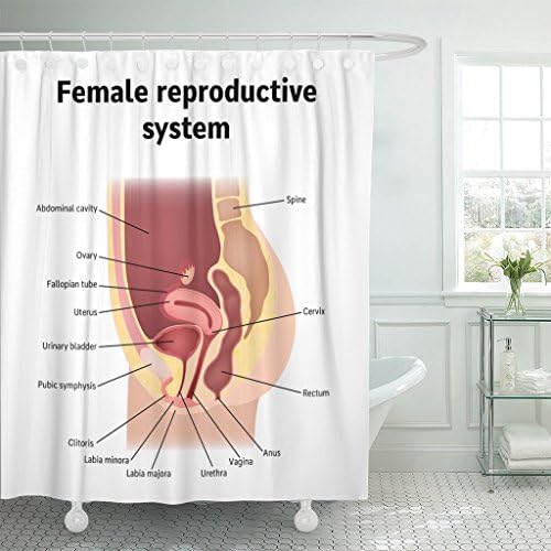 Breezat Shower Curtain Uterus Female Internal Genital Organs Sectional Structure of the Reproductive System Anatomy Waterproof Polyester Fabric 72 x 78 Inches Set with Hooks