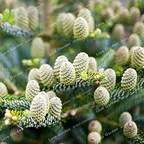 Amazon Co Jp 50個韓国ファーアライズ盆栽花盆栽工場diyホームガーデンレアパープルツリーホーム庭植えのための盆栽 8 ホーム キッチン