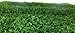 Super Sprout Broccoli Sprout Powder (Organic) - 135 Grams (4.76 Ounces)