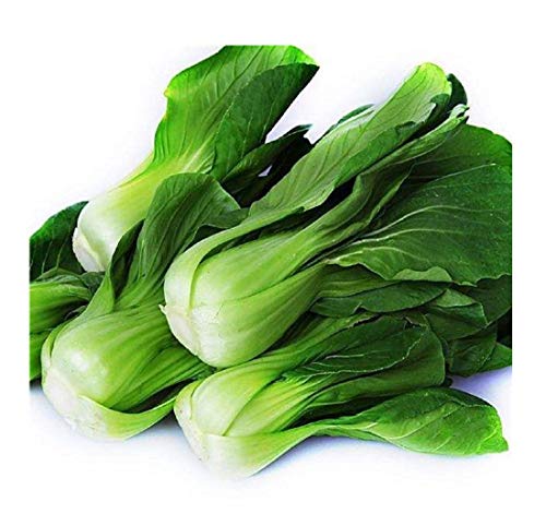 Chinese Asian Vegetable Green Baby Pak Choy Shanghai Bok Choy 4000 Seeds Rape Ching-Chiang Choy Ching-Kang Choy pak Choi ä¸Šæµ·é’é¸¡æ¯›èœç§å­