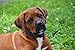 NO SHOCK Humane Bark Collar For 25-150 lb Dogs, Extremely Effective & No Pain or Harm, 7 Different Bark Sensitivity Levels, Bark Collar Vibration, Premium Nylon Collar & No Rust Buckle, ON/OFF Button