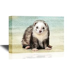 Ferret on Abstract Background