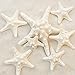Tumbler Home Pencil and Knobby Starfish 2