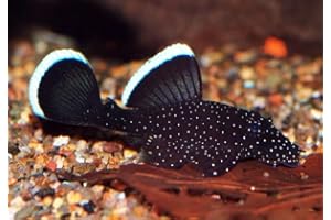 ShrimpRack™ L183 Starlight Bristlenose Pleco (Ancistrus dolichopterus). Juveniles Size 1/2-1 inch. Live Arrival Guarantee.