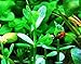 Mainam Moneywort Bacopa Monnieri Bundle Live Aquarium Plant for Freshwater Fish Tank Decoration 3 Days Live Guaranteed