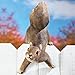 Collections Etc Over The Fence Squirrel Decoration, Brown