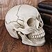 Human Skull Art Teaching Model Medical Realistic 1:1 Adult Size Replica Resin,Scary Halloween Decorations