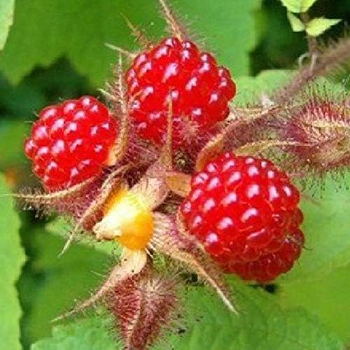 Yvetti 100Pcs Rare Raspberry/BlackBerry/Strawberry/Kiwi Seeds Easy to Grow Home Landscape Ornaments Delicious Non-GMO Organic Potted Fruit Yard Decor Raspberry Seeds