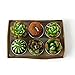 Ornerx Cactus Candles Tea Lights Set of 6