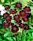 Mexico Rare Chocolate Cosmos Summer Flower Exotic