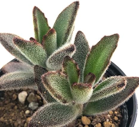 Amazon Co Jp 多肉植物 Hmカランコエ 姫黒兎耳 多肉植物 カランコエ 6cmポット ホーム キッチン