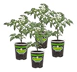Bonnie Plants Husky Cherry Red Tomato Live
