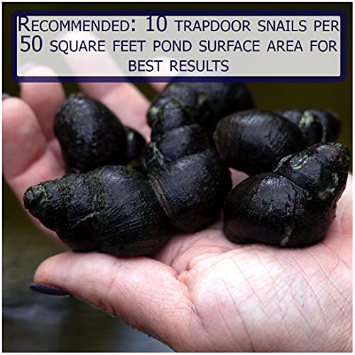 Colorful Pond Live Snails 10 Count Japanese Trapdoor Pond Snails