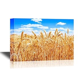 Landscape Wheat Field Under Clear Sunny Sky
