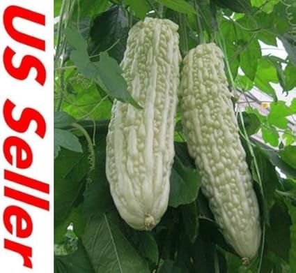 Amazon Com Rare White Bitter Melon Bitter Gourd Seeds E22 Beauty Winner 10 Seeds Garden Outdoor