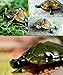 Kids Toy Remote Control Pet Simulation Turtle Halloween Christmas Party Gifts For Kids