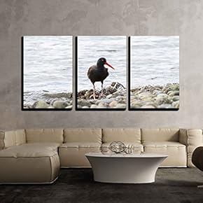 3 Piece Canvas Wall Art - Black Oystercatcher on Bc Canada - Modern Home Art Stretched and Framed Ready to Hang - 16"x24"x3 Panels