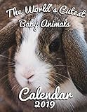 The World's Cutest Baby Animals Calendar 2019: Full-Color Portrait-Style Desk Calendar by Calendar Gal Press