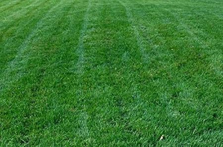 Amazon Com Titan Rx Turf Type Tall Fescue Grass Seed 5 Lb Garden Outdoor