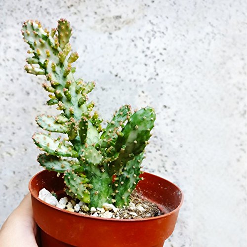 Variegated Opuntia Monacantha Succulent (4 inch)