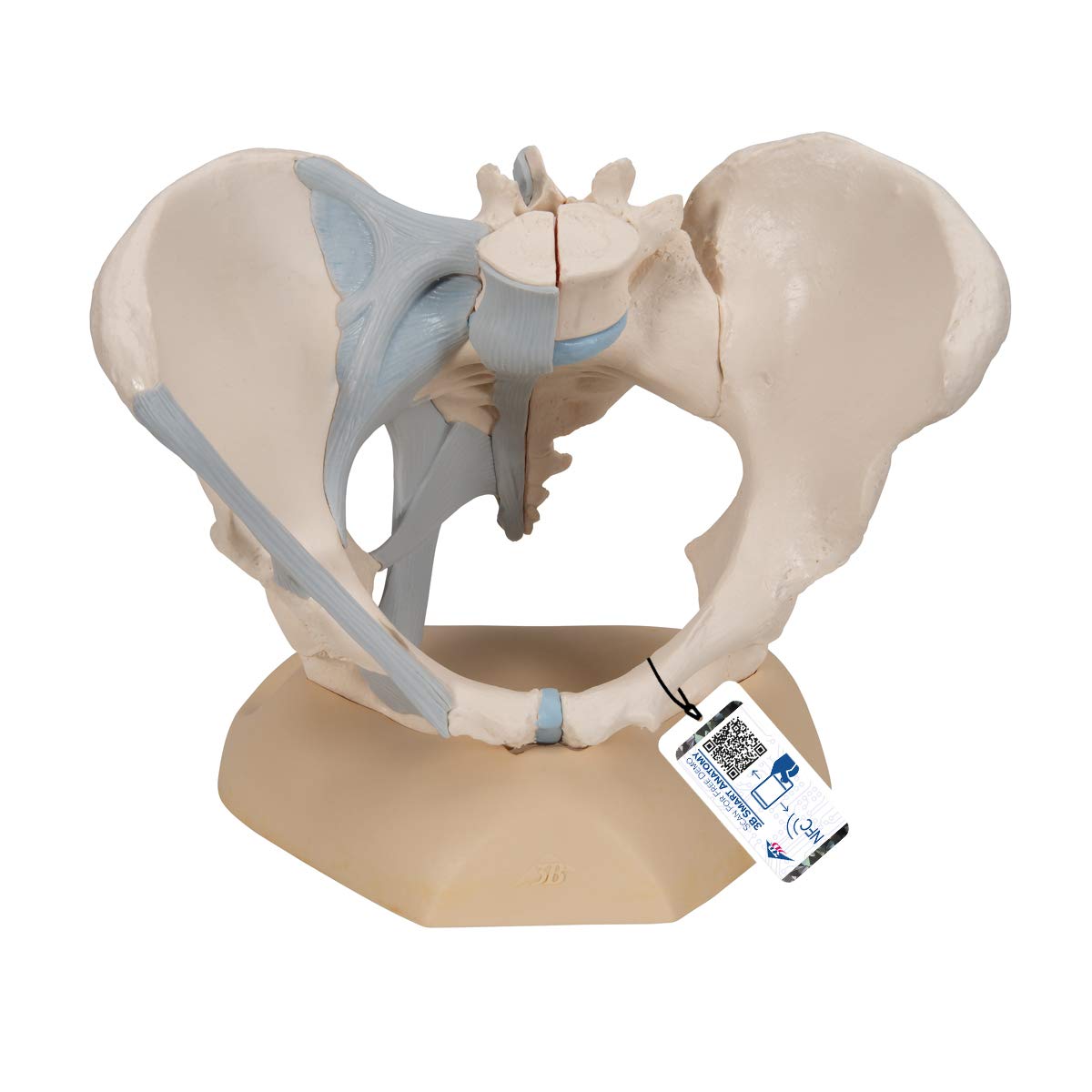 3B Scientific H20/2 Female Pelvis With Ligaments, 3 Part + free Anatomy App - 3B Smart Anatomy
