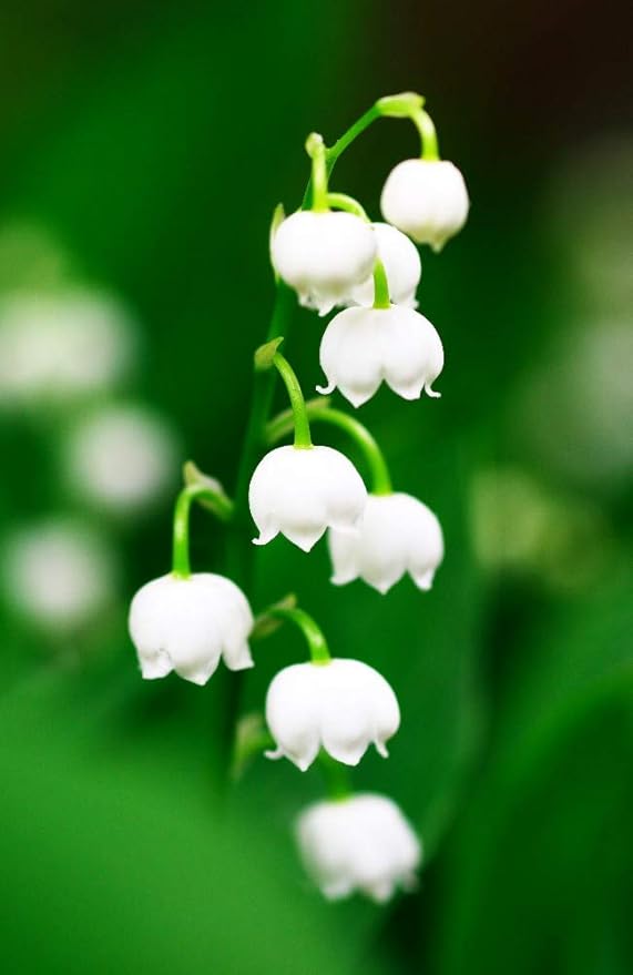 Amazon Co Jp 母の日 鈴蘭 すずらん鉢 夕張メロンピュアゼリーセット 21 5 7 21 5 9 お届け限定 ホーム キッチン