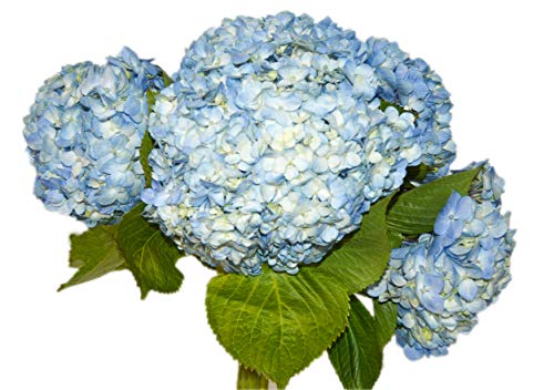 Light Blue Fresh Cut Hydrangea | Fresh Cut Flowers (10)