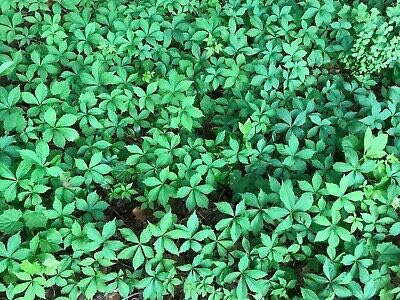 15 Virginia Creeper Live Starter Plants Trailing Vine Ground Cover Bare Root NHKM75