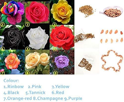 Plantree Yellow Rose Seed X100: 100/200 Pcs Rainbow Colorful Multi Choose Rose Seed Garden Decoration Home Gift