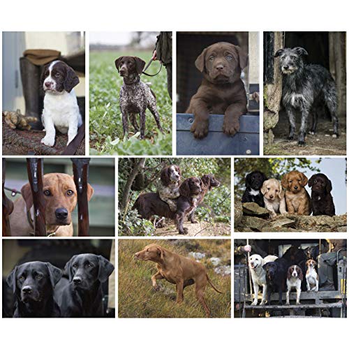 Charles Sainsbury-Plaice 10 working dog greeting card multipack
