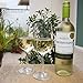 Dobaccio White Wine Glasses - Finest Crystal Clear Glass Drinking Cups - Set of 4