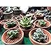 Nilos Terracotta Pot-72 Pcs 2inch Mini Clay Pots,Ceramic Pottery Planter Cactus Flower Pots Succulent Pot for Plants, Wedding, Craft