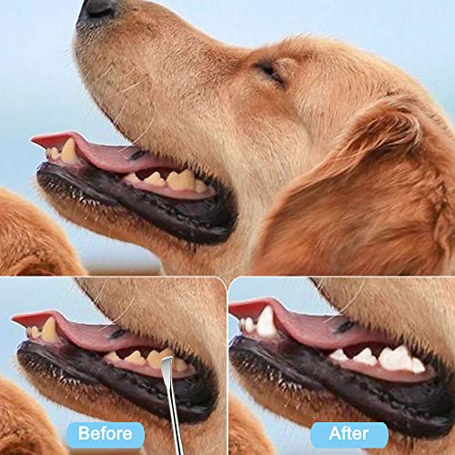 Sonku 6 Pcs Pet Tooth Scaler Tool Kit, Stainless Steel Pet Teeth Cleaning Tool Double Header Tartar Remover/Tweezer/Scrapers/Dental Mirror with 2 Pcs Finger Toothbrushes for Dogs and Cats - Thumbnail 3