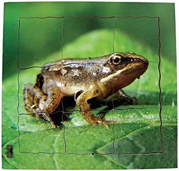 Just Jigsaws JJ604 Frog Layered Life Cycle Tray Puzzle