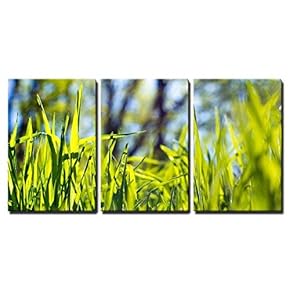 Close Up Green Grass - 3 Panel Canvas Art
