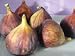 Seeds and Things 15 Mission Fig Tree Seeds