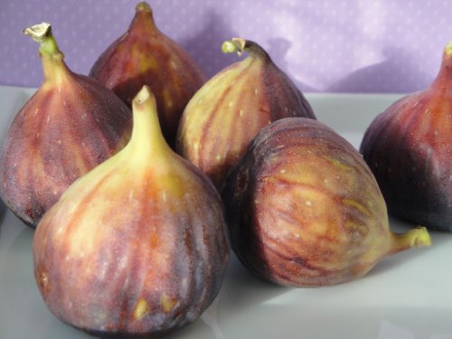 Seeds and Things 15 Mission Fig Tree Seeds Seeds and Things 15 Mission Fig Tree Seeds