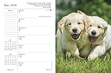 Image de What Goldens Teach Us 2018 Engagement Calendar
