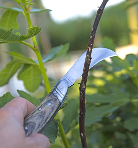 Joseph Bentley Traditional Garden Tools Carbon Steel Pruning Knife – Great For Roses, Shrubs, and More – Solid Oak Handle – Long Lasting Durability - Thumbnail 3