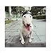 Stock Show Dog Helmet, 1Pc Funny Cool Pet Doggie Motorcycles Bike Helmet Cap Hat for Sun Rain Protection Cats Puppy Cute Helmet Hat Coustume for Small Medium Cats Dogs, Black M
