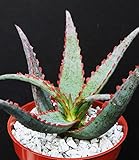 Aloe Cultivar Sunset, Exotic Hybrid Rare Blue Red Color Succulent Cacti Plant 4