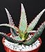 Aloe Cultivar Sunset, Exotic Hybrid Rare Blue Red Color Succulent Cacti Plant 4"