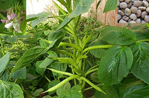 100 Cyamopsis tetragonolobus Seeds, Guar Gum, Cluster Bean Seeds. Synonyms: Cyamopsis psoralioides