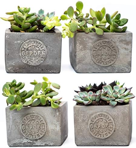 Succulent Planter - Small Concrete"Garden" Pot 3.25 x X 2.25 Inches (Set of 4)