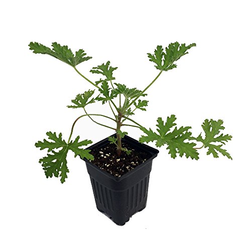 Citronella Mosquito Plant Pelargonium West Nile Virus